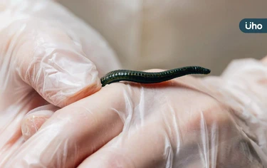 夏日戲水當心蟲蟲危機！醫揪「鼻蛭寄生」難辨認：眼鼻搔癢快就醫