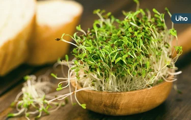 減肥吃什麼菜瘦最快？日研究「3日青花菜苗」拌檸檬汁：最強燃脂神器