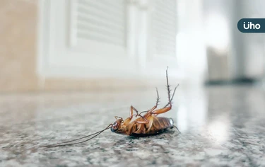 蟑螂能不能打？為什麼蟑螂會往人身上飛？居家做到「3關鍵」速效殺蟑