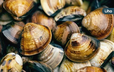 10分鐘蛤蜊「快速吐沙法」！居家生活達人揭5步驟：用●●度溫水泡