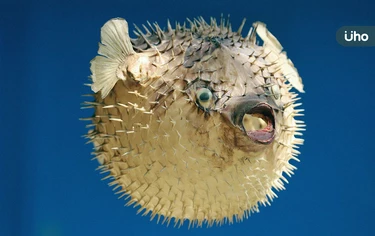 河豚毒性到底有多強？醫揭河豚毒「少量即可致命」只喝魚湯也出事