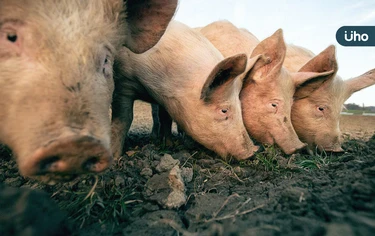 台灣疑出現非洲豬瘟？專家揭「無豬傳人風險」建議吃肉前先做1事