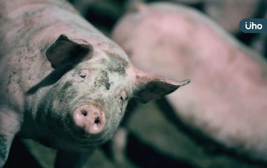 非洲豬瘟人吃到會怎樣？傳染途徑、防範一次看：病毒可存活1000天