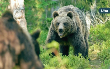 日本熊出沒》賞楓、滑雪注意了！日本旅遊達人揭「5關鍵」預防熊害