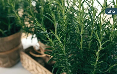 迷迭香可以吃嗎？解頭痛、增記憶⋯泡茶好處超多！功效、種植法一次看