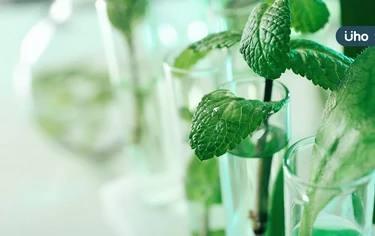 提神、消脹氣⋯薄荷功效多！專家揭生活妙用：加椰油成天然止癢劑