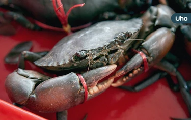  秋天是吃螃蟹的季節！海大教授教「活蟹處理」7步驟：線繩別亂解開