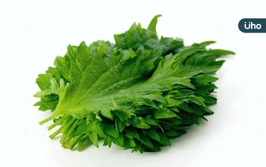 韓國芝麻葉是紫蘇嗎？芝麻葉、芝麻差在哪？營養師解析品種差異懶人包