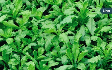 茼蒿煮太久容易變黑？專家教你「1妙招」鮮綠脆口：還能保留營養