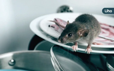 今年首例染漢他病毒亡！老翁咳喘「8天過世」打掃這幾處千萬別輕忽