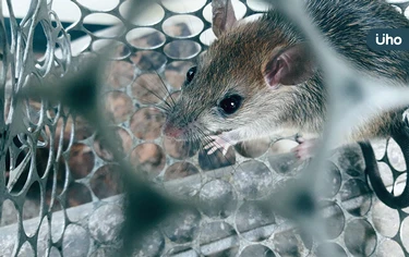 25年來首例漢他病毒死亡！個案「發病8天離世」教你大掃除3招保命