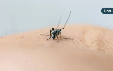 屈公病會人傳人嗎？症狀有哪些？感染科醫揭「1部位痛」是關鍵症狀