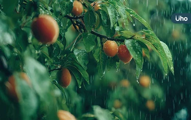 梅雨季頭昏易疲倦，是「身體除濕機」失靈？中醫揭養生「1核心原則」