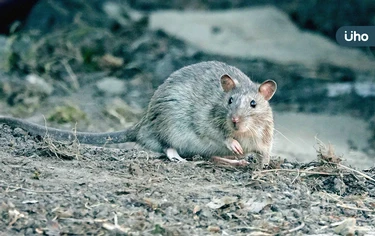 家裡有老鼠怎麼辦？老鼠會自己離開嗎？教你「天然1方法」驅逐老鼠