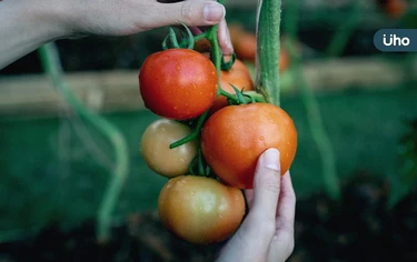 番茄是蔬菜還是水果？營養師列「3種易誤解食物」吃錯恐越吃越胖