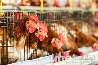 返鄉投票易加速禽流感散播 肉、蛋煮熟再吃