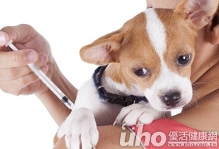 寵物疫苗運送全程溫度控管 獸醫、飼主更放心!