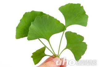 一次吃60顆銀杏 恐引發嘔吐中毒