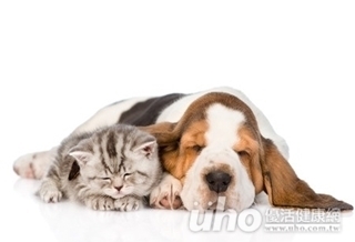 天氣熱蚊子多 當心毛小孩被叮染心絲蟲