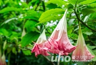 男治氣喘 誤食大花曼陀羅中毒