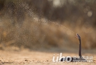 抗毒10年 3血清馬退休啦!