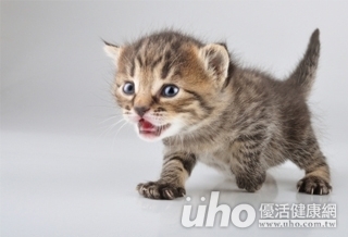 夏天蚊蟲孳生 小心貓孩子感染心絲蟲!