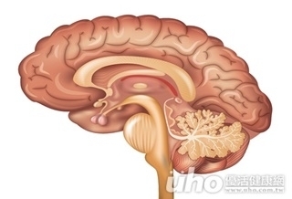 大腦古老結構 迅速、學習期較短