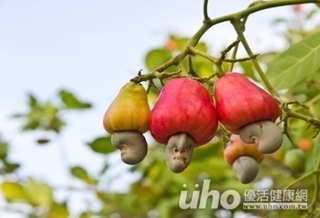 什麼!養生腰果是毒瘤?