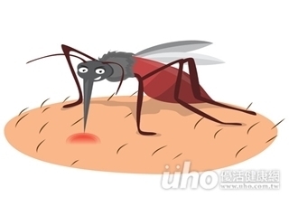 病媒蚊孳生　本土茲卡風險增