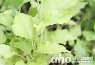 長輩圈瘋傳:桑樹老葉 助控糖與減肥!