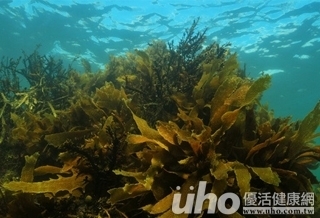 小兵立大功 褐藻醣膠助抗癌