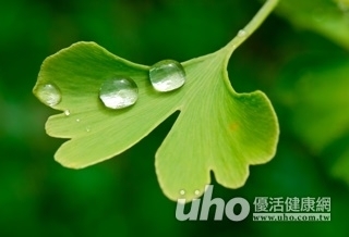 防吐血黑便 服銀杏葉3點注意