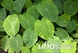 誤食姑婆芋 快喝牛奶解毒!