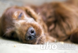 愛犬安樂死 「病態性哀慟」恐致心理危機