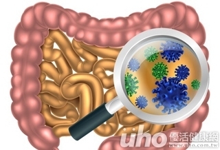 驚!膳食纖維不足 細菌吃腸子!