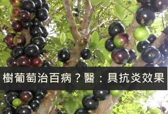樹葡萄治百病?營養師:可抗發炎