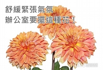 舒緩緊張氣氛 辦公室要擺這種花!