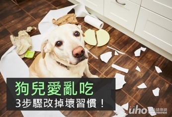 狗兒愛亂吃 3步驟改掉壞習慣!