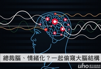 總裁腦、情緒化?一起偷窺大腦結構