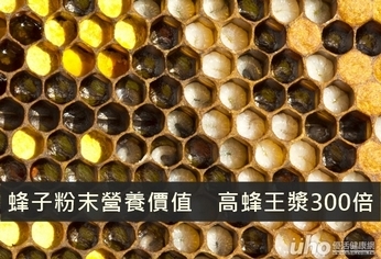 蜂子粉末營養價值　高蜂王漿300倍