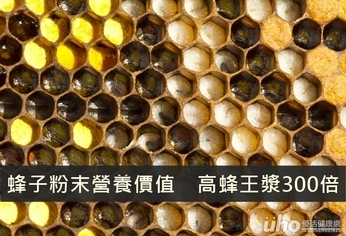 蜂子粉末營養價值 高蜂王漿300倍