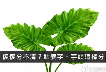 傻傻分不清?姑婆芋、芋頭這樣分