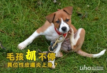 毛孩抓不停 異位性皮膚炎上身?