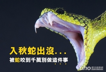 入秋蛇出沒 被蛇咬到千萬別做這件事