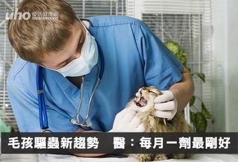 毛孩驅蟲新趨勢 醫:每月一劑最好