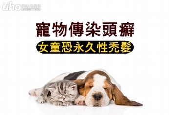 寵物傳染頭癬 女童恐永久性禿髮