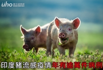 印度豬流感疫情 年有逾萬件病例