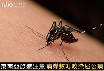 東南亞旅遊注意！病媒蚊叮咬染屈公病