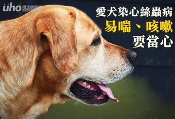 愛犬染心絲蟲病 易喘、咳嗽要當心