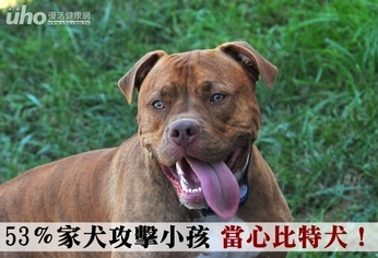 53%家犬攻擊小孩 當心比特犬!